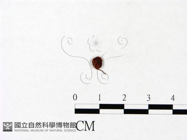 登錄號:F0022900藏品圖，第1張