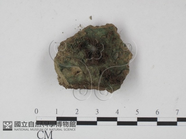 登錄號:F0012900藏品圖，第1張