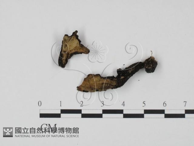 登錄號:F0007900藏品圖，第1張