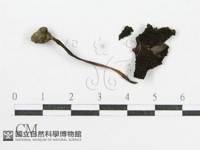 鬼傘屬藏品圖，第1張