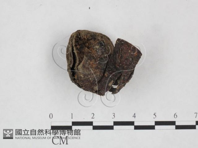 登錄號:F0025900藏品圖，第1張