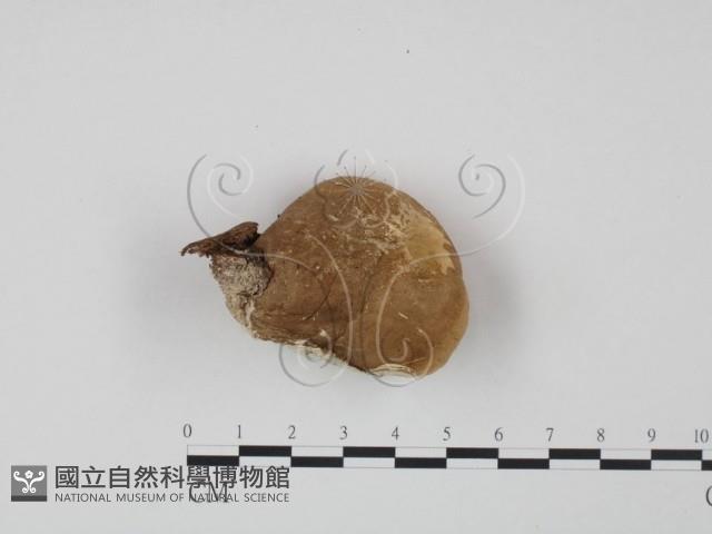 登錄號:F0005900藏品圖，第1張