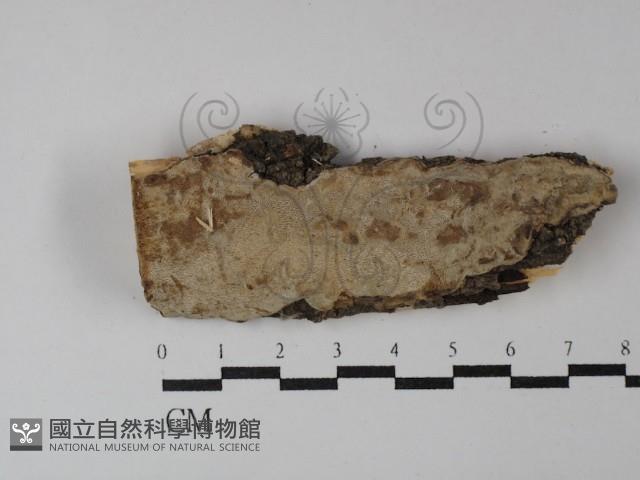 登錄號:F0029900藏品圖，第1張