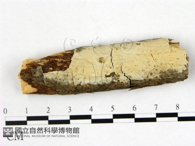 登錄號:F0009900藏品圖，第1張