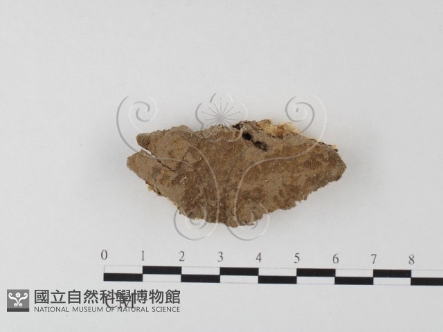 硬孔菌屬藏品圖，第1張