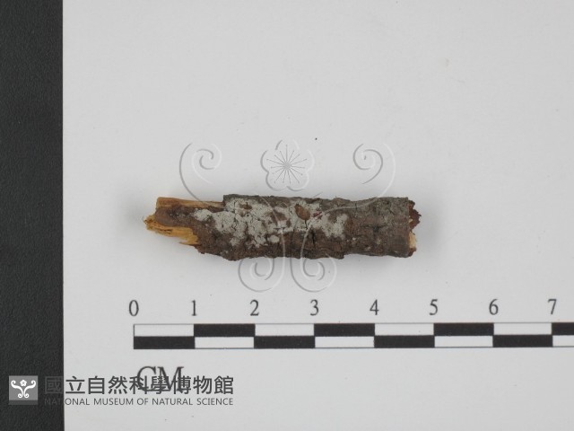 登錄號:F0003900藏品圖，第1張