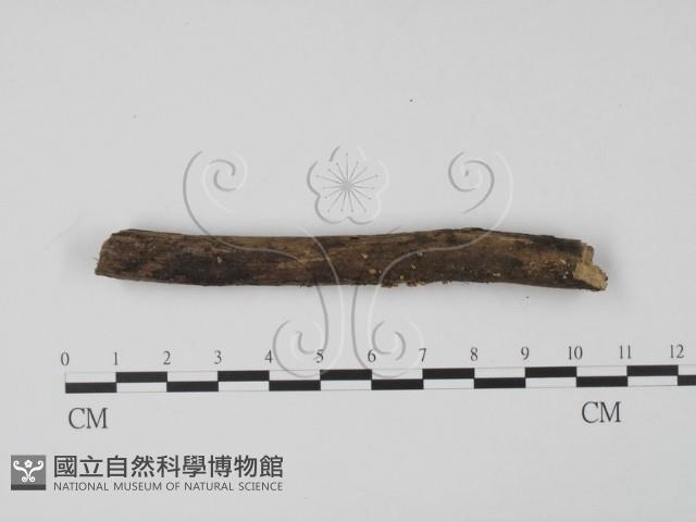 登錄號:F0013900藏品圖，第1張