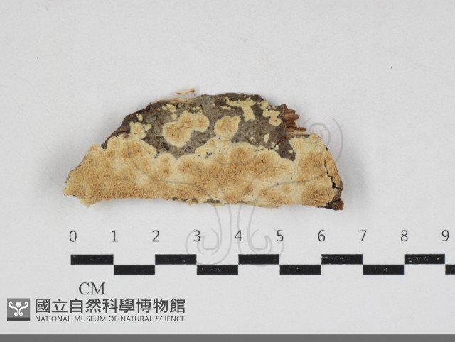 登錄號:F0033900藏品圖，第1張