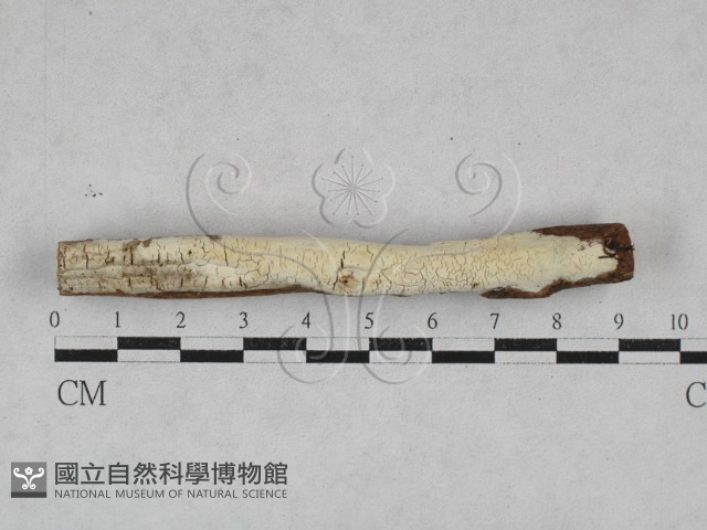 絲皮菌屬藏品圖，第1張