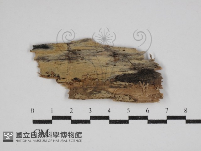 絲齒菌屬藏品圖，第1張