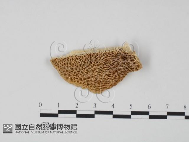 偏腫栓菌藏品圖，第1張