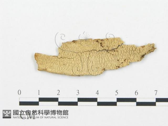 登錄號:F0016600藏品圖，第1張