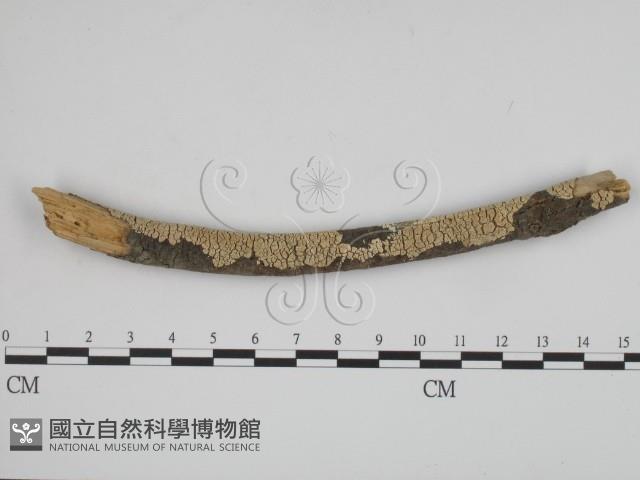 登錄號:F0001600藏品圖，第1張