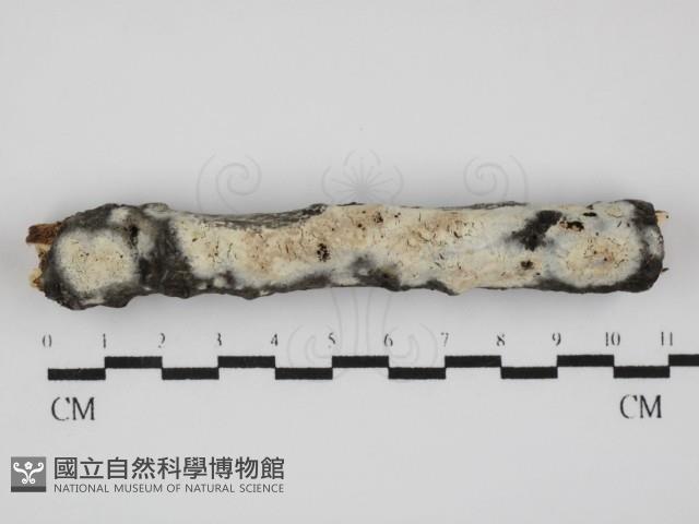 絲皮菌屬藏品圖，第1張