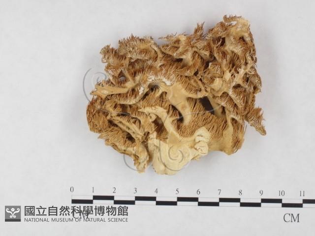 登錄號:F0004600藏品圖，第1張
