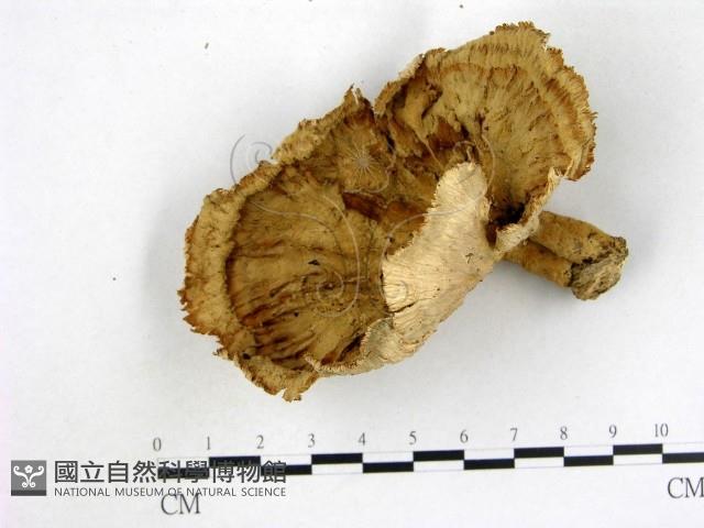 優雅波邊革菌藏品圖，第1張