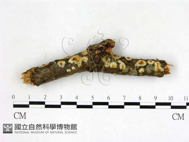 登錄號:F0022600藏品圖，第1張