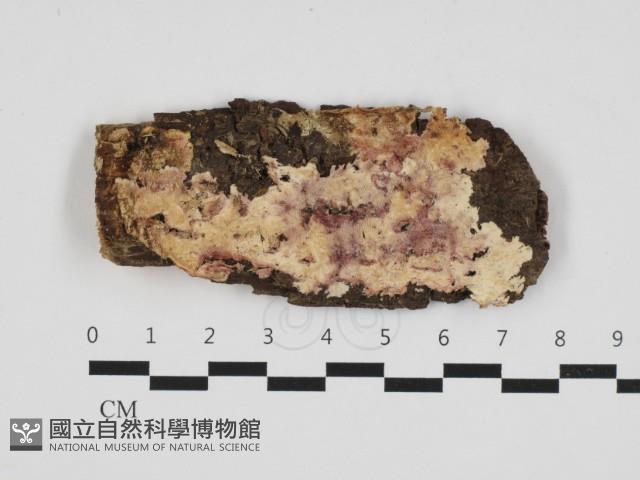 齒耳菌屬藏品圖，第1張