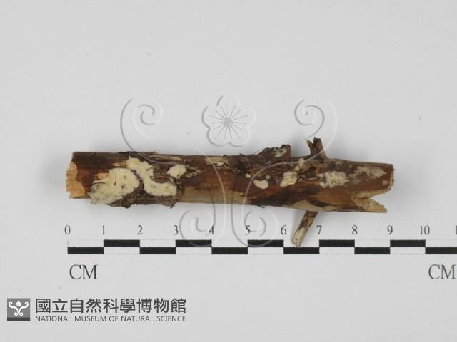 登錄號:F0027600藏品圖，第1張