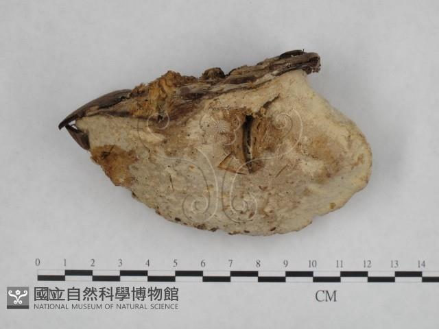 登錄號:F0005600藏品圖，第1張