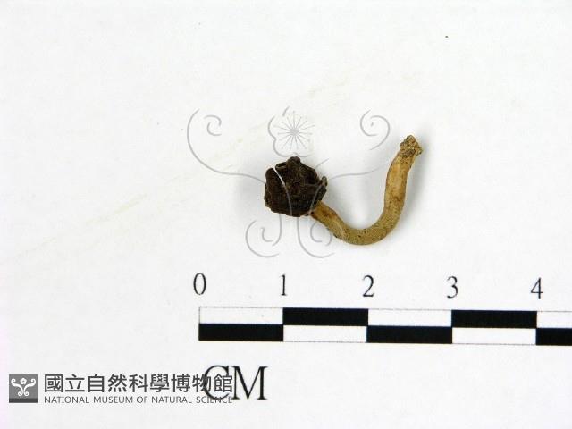 登錄號:F0019600藏品圖，第1張