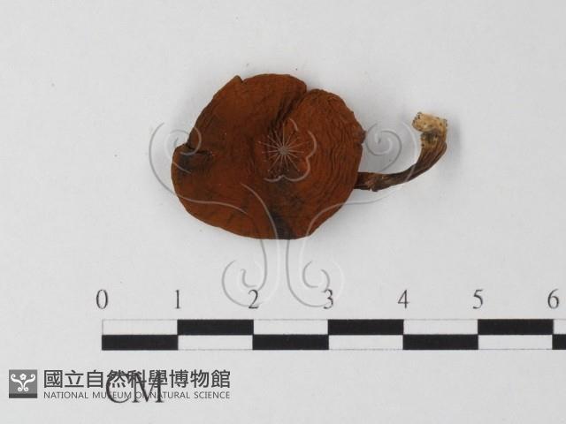 登錄號:F0023600藏品圖，第1張