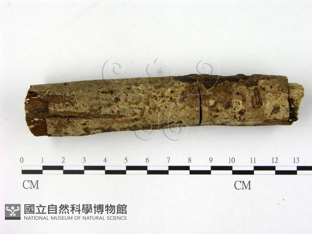 刺皮菌屬藏品圖，第1張