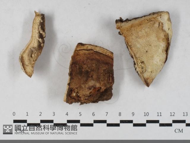 多年臥孔菌屬藏品圖，第1張