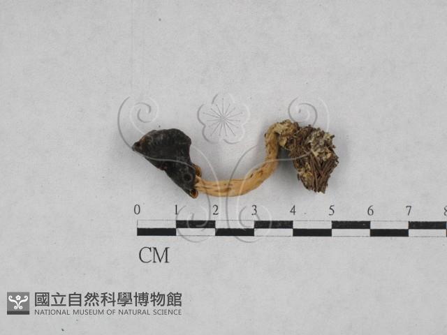 登錄號:F0028400藏品圖，第1張