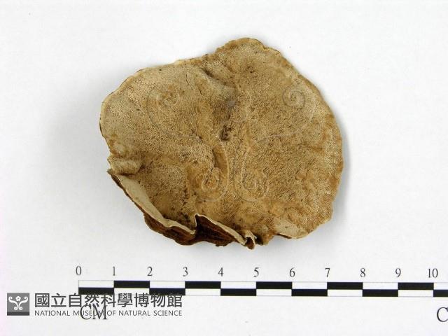多年臥孔菌屬藏品圖，第1張