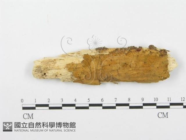登錄號:F0000400藏品圖，第1張