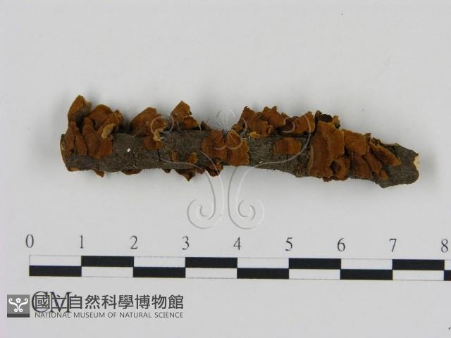 刺革菌屬藏品圖，第1張