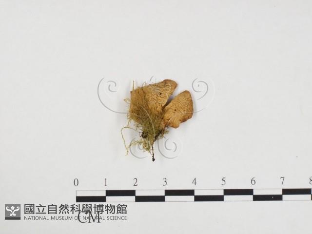 登錄號:F0024400藏品圖，第1張