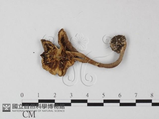 鵝膏屬藏品圖，第1張