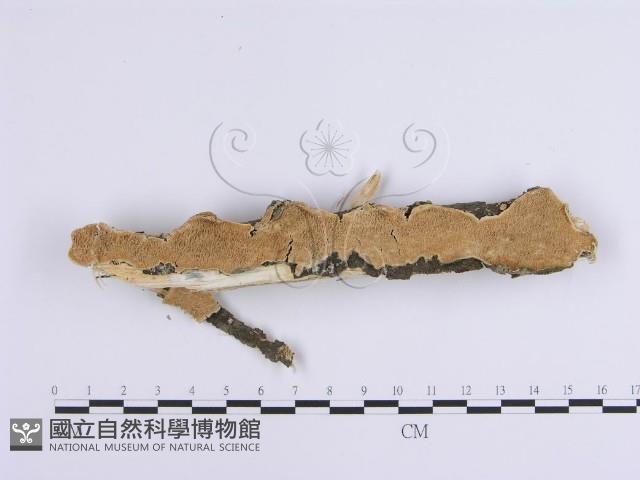 登錄號:F0002400藏品圖，第1張