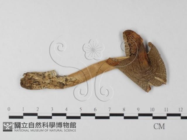 登錄號:F0012400藏品圖，第1張
