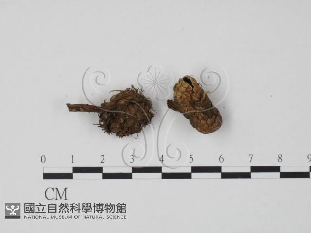 登錄號:F0013400藏品圖，第1張