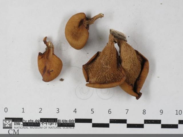 登錄號:F0033400藏品圖，第1張