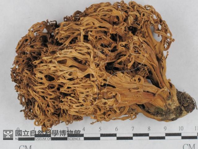登錄號:F0028700藏品圖，第1張
