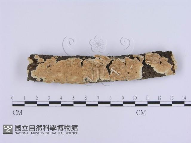 登錄號:F0018700藏品圖，第1張