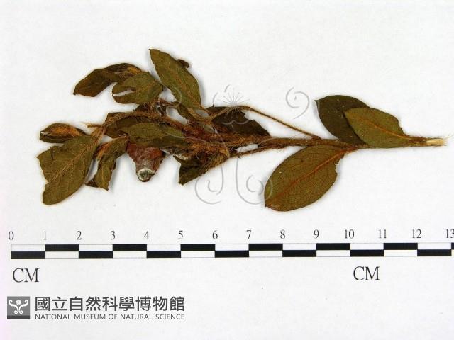 登錄號:F0020700藏品圖，第1張