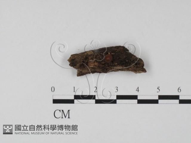 登錄號:F0000700藏品圖，第1張