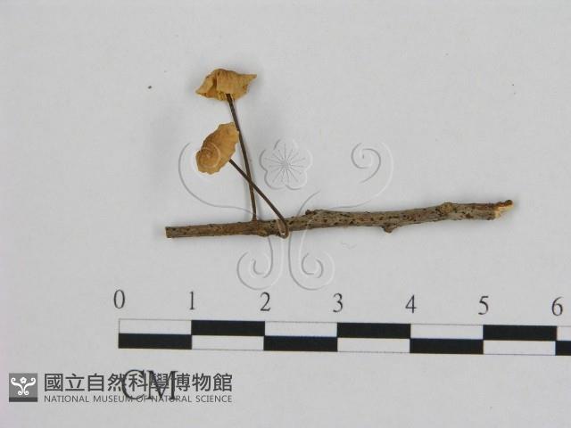 小皮傘屬藏品圖，第1張