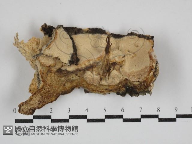 登錄號:F0030700藏品圖，第1張