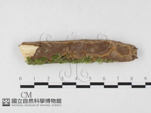 木層孔菌屬藏品圖，第1張