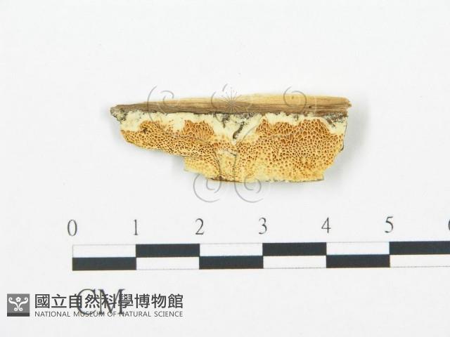 登錄號:F0006700藏品圖，第1張