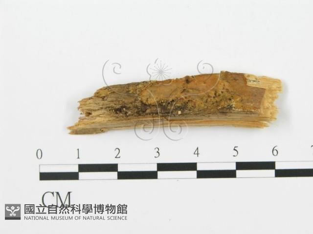 登錄號:F0016700藏品圖，第1張