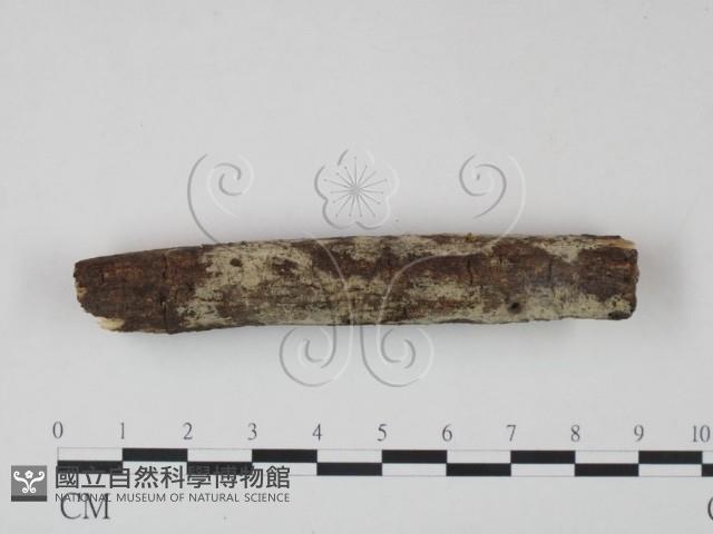 剛毛絲皮菌藏品圖，第1張