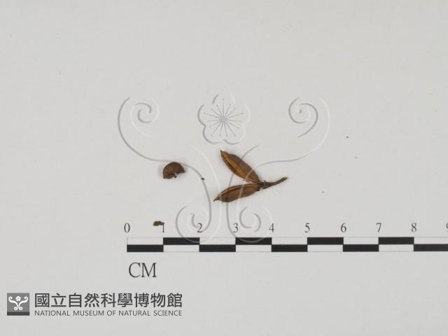 登錄號:F0011700藏品圖，第1張