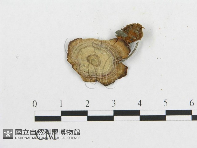 多孔菌屬藏品圖，第1張